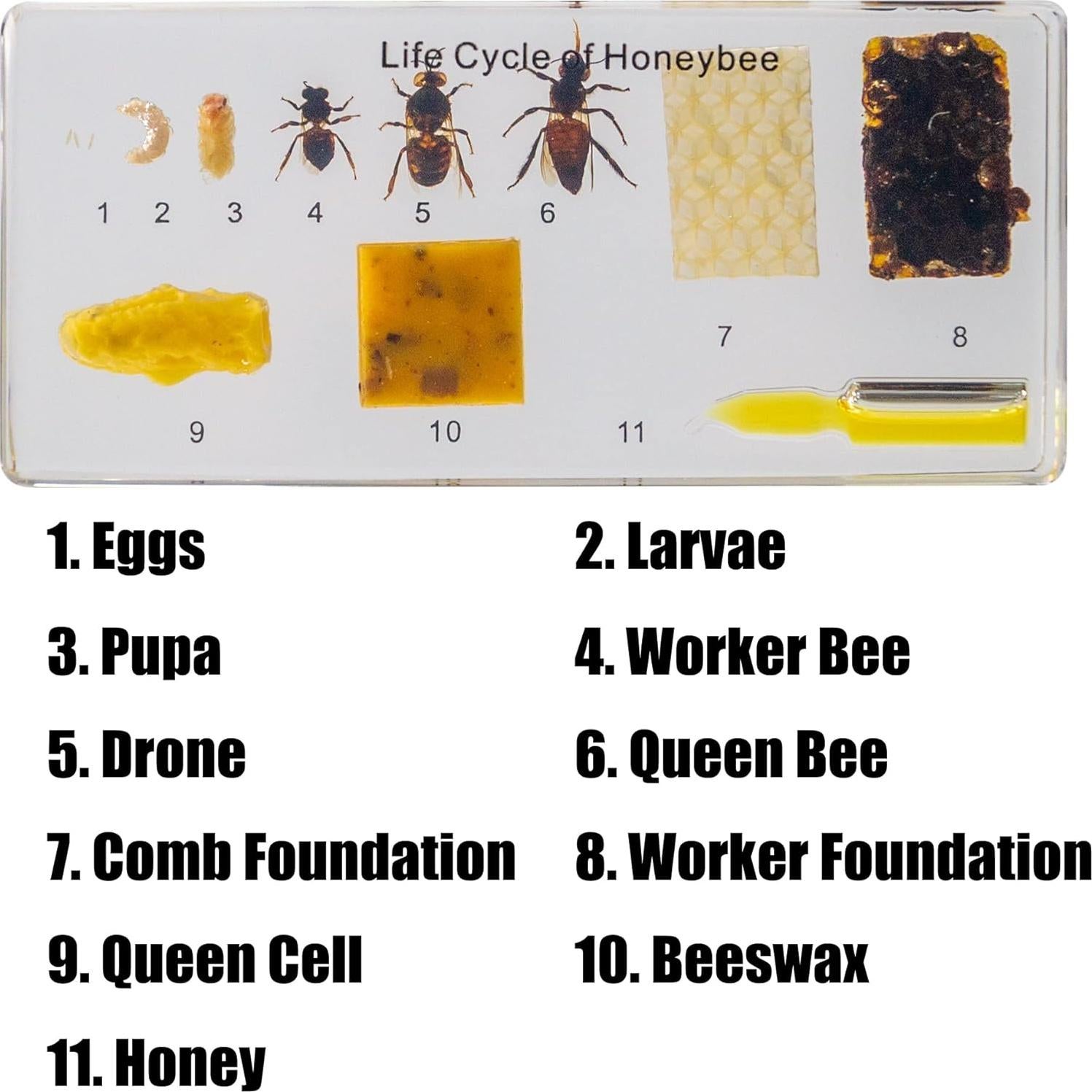 Ciclo de Vida de Insectos en Resina EJLIFEBOX - Abeja de Miel