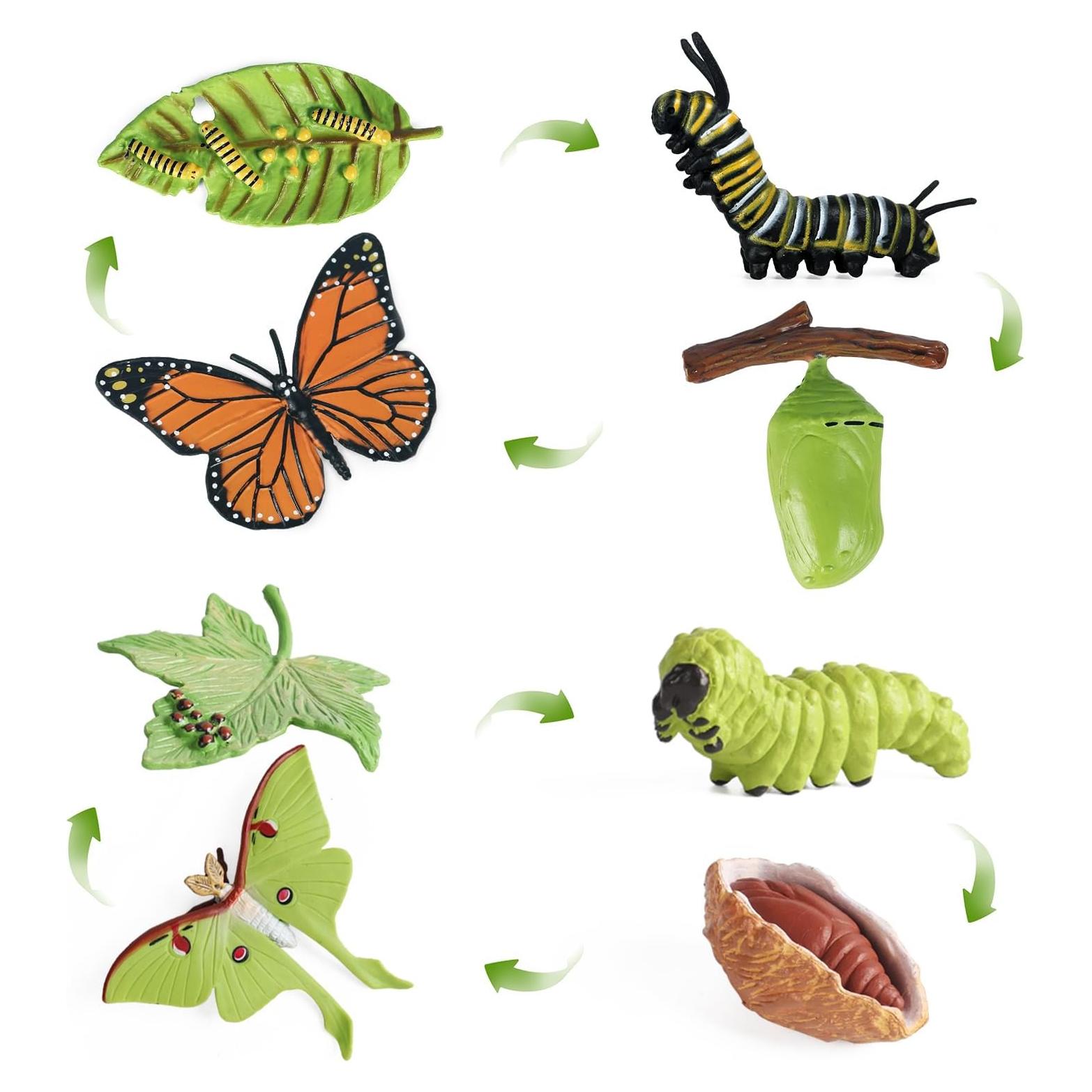 Conjunto de Ciclo de Vida de Mariposa SIENON - 8 Figuras Educativas