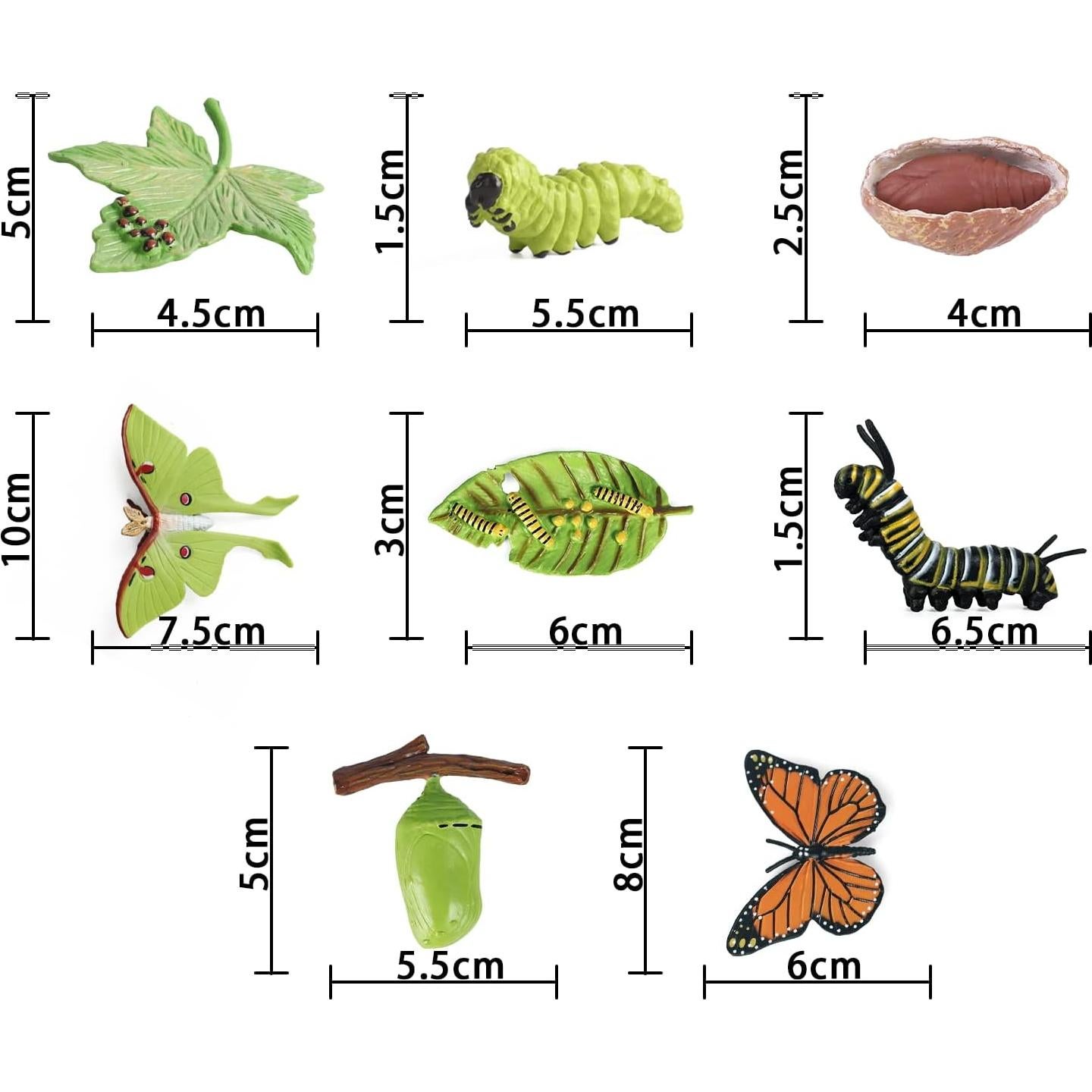 Conjunto de Ciclo de Vida de Mariposa SIENON - 8 Figuras Educativas