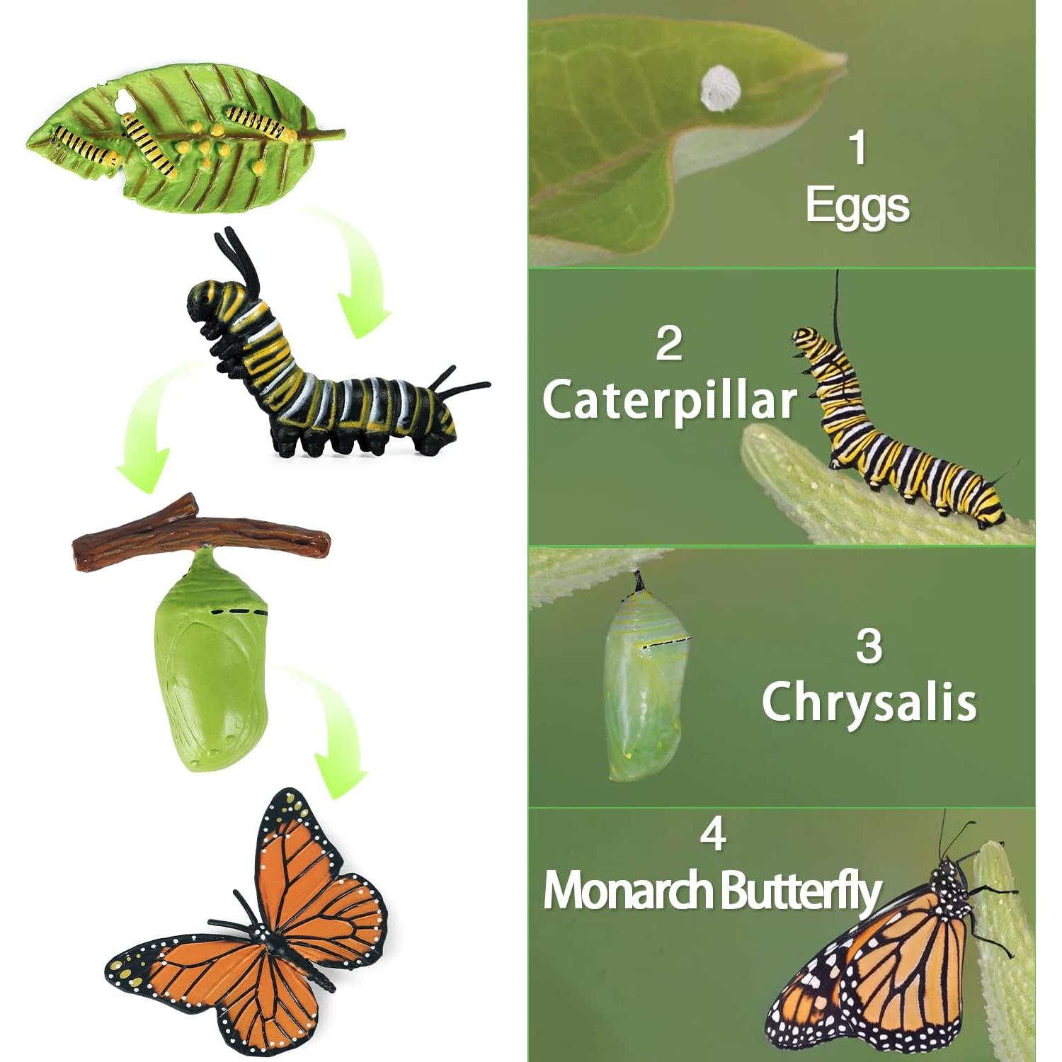 Conjunto de Ciclo de Vida de Mariposa SIENON - 8 Figuras Educativas