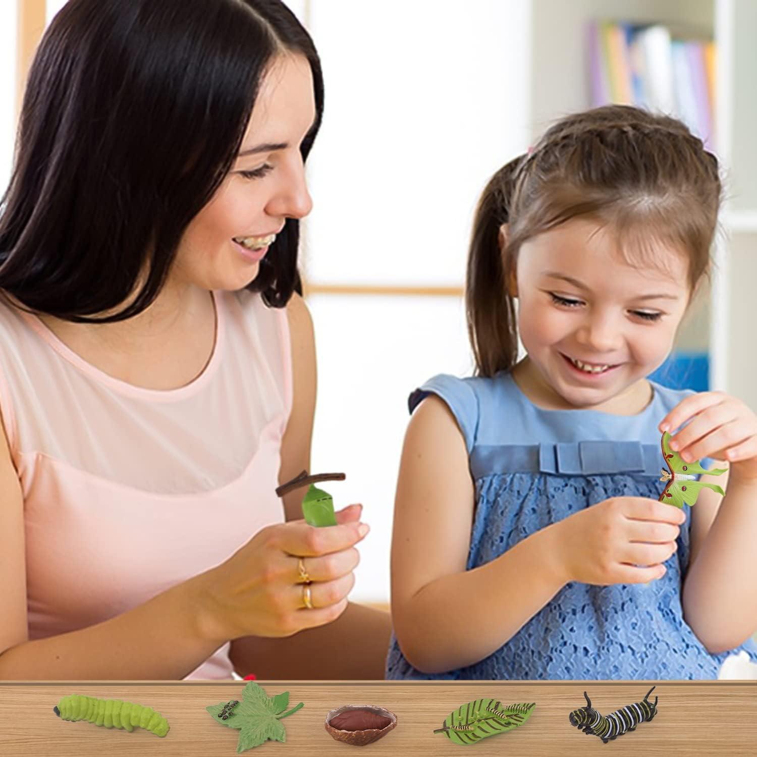 Conjunto de Ciclo de Vida de Mariposa SIENON - 8 Figuras Educativas