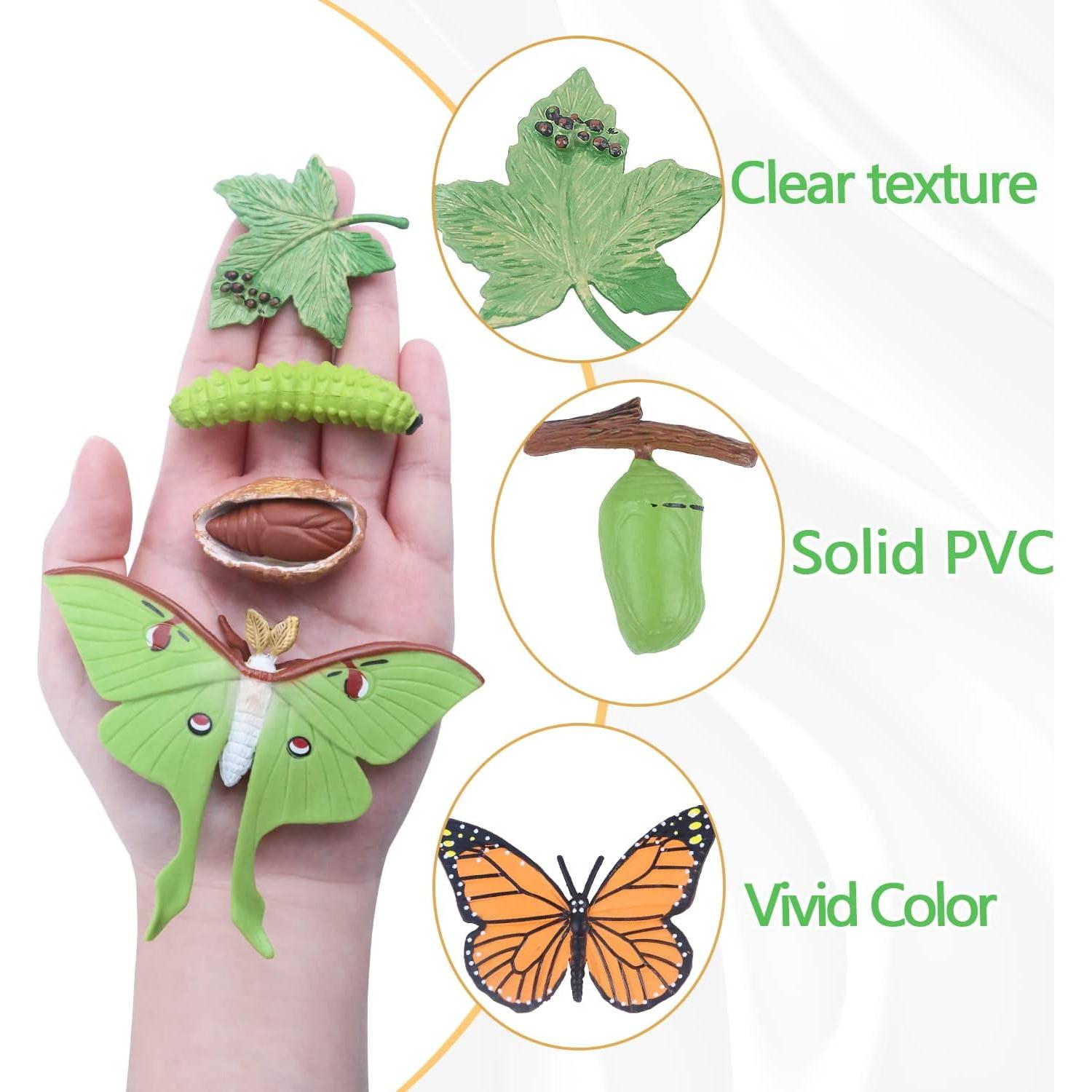 Conjunto de Ciclo de Vida de Mariposa SIENON - 8 Figuras Educativas