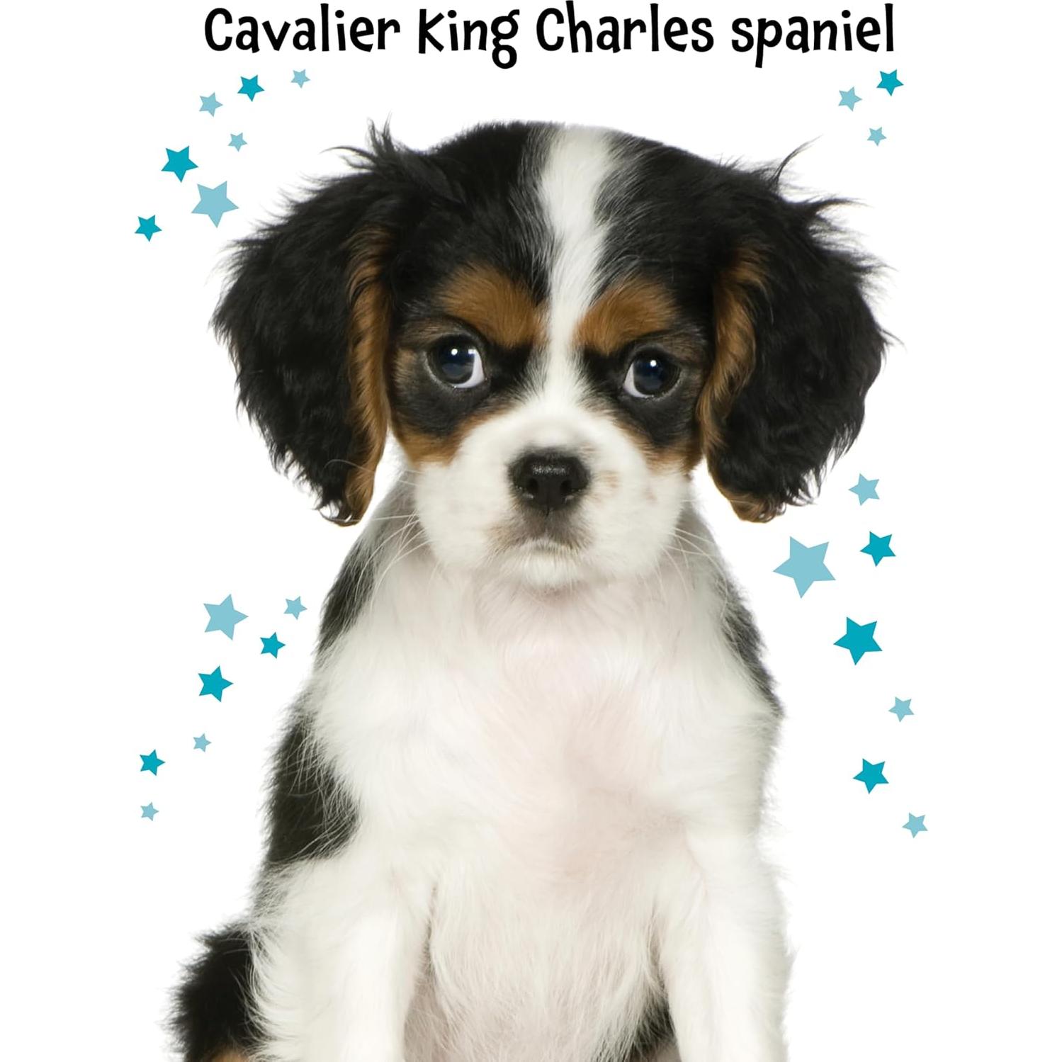 Libro de Pegatinas de Animales PAPP - Paquete de 4 Libros