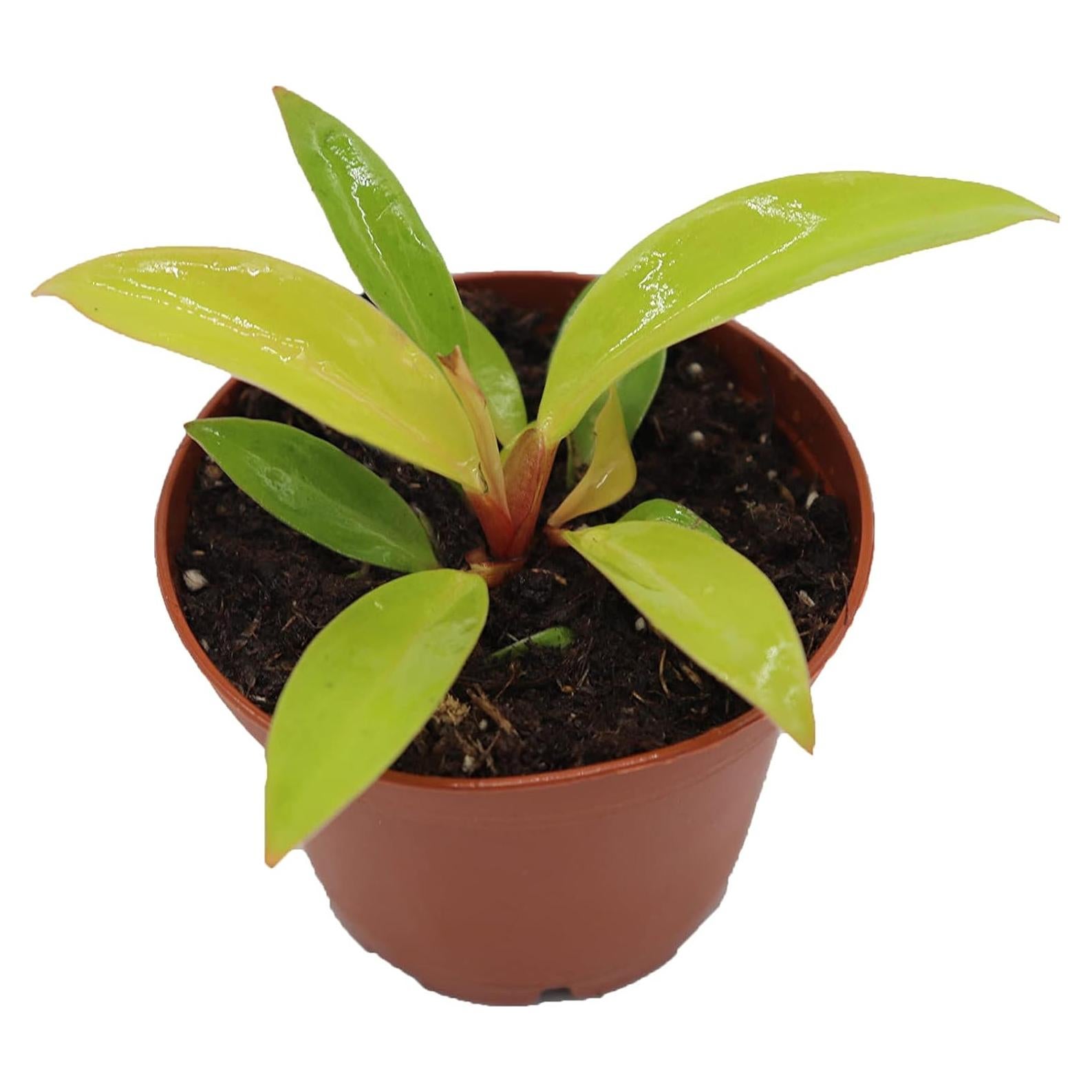 Philodendron Príncipe de Naranja - 6.35 cm - California Tropicals