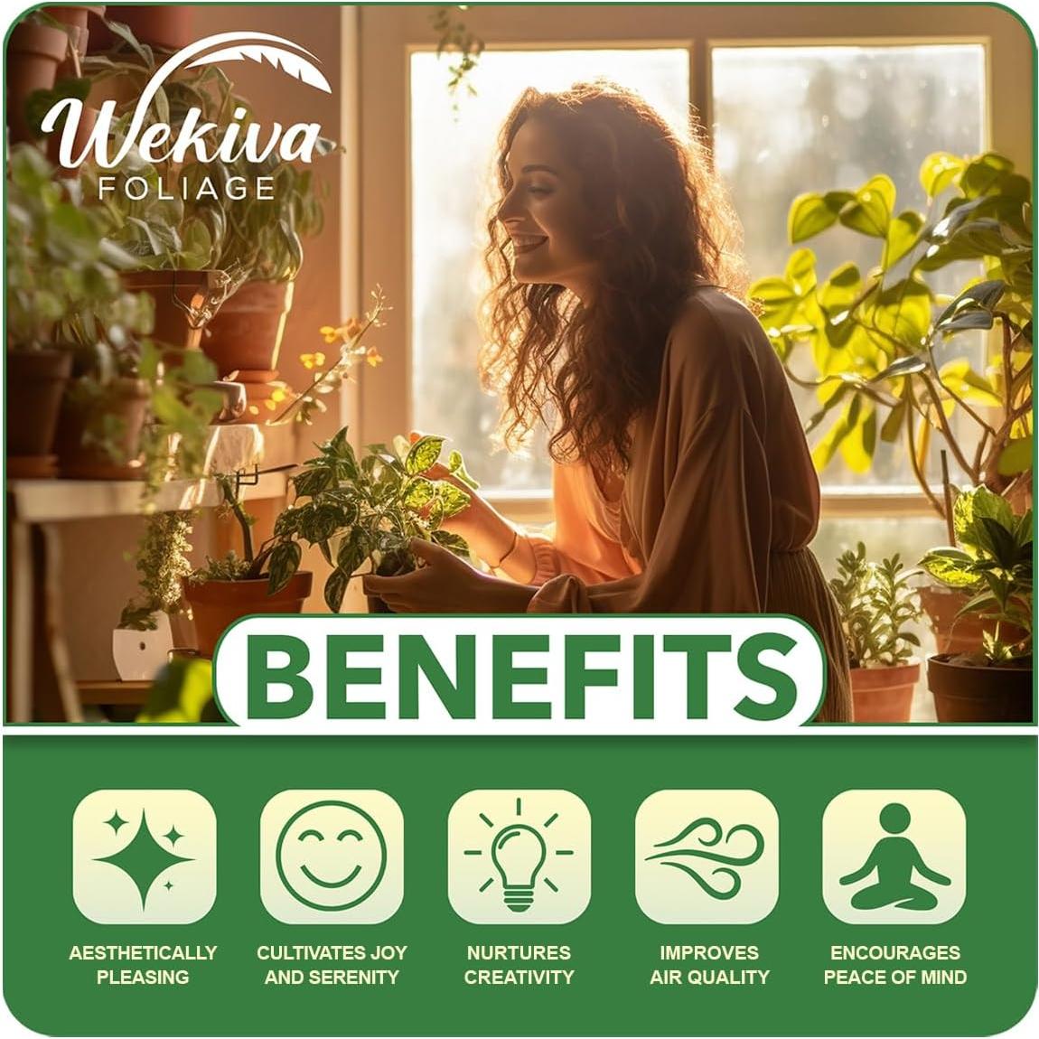 Mezcla de Suelo Premium para Philodendron - 0.45 kg - Wekiva Foliage