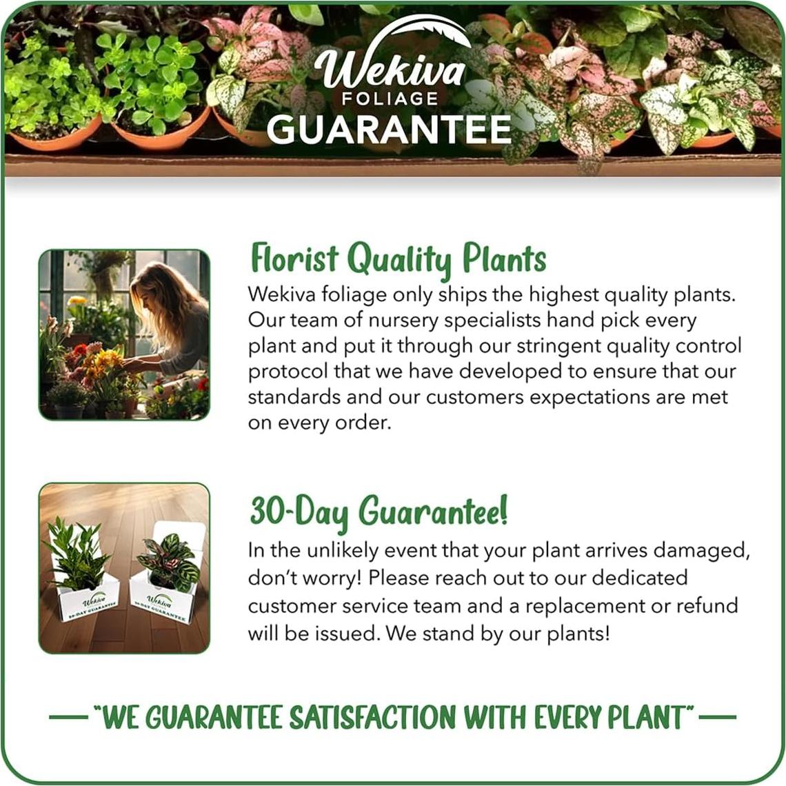 Mezcla de Suelo Premium para Philodendron - 0.45 kg - Wekiva Foliage