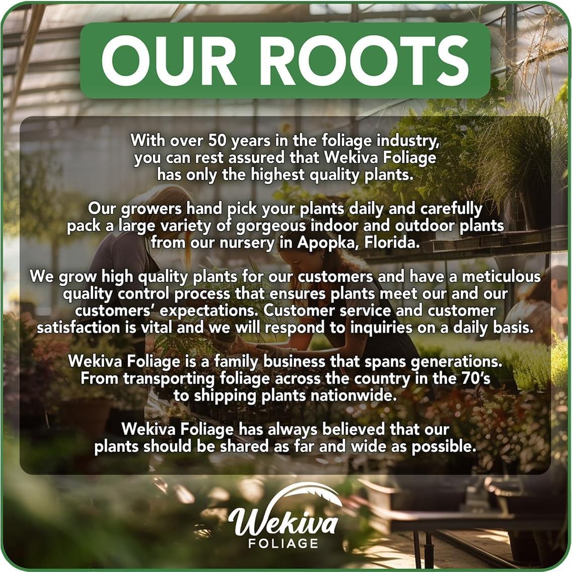 Mezcla de Suelo Premium para Philodendron - 0.45 kg - Wekiva Foliage