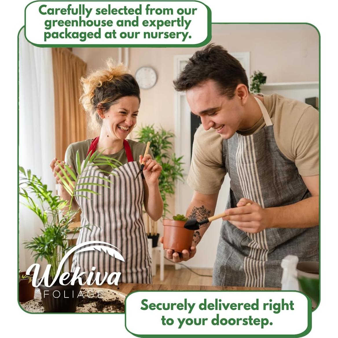 Mezcla de Suelo Premium para Philodendron - 0.45 kg - Wekiva Foliage