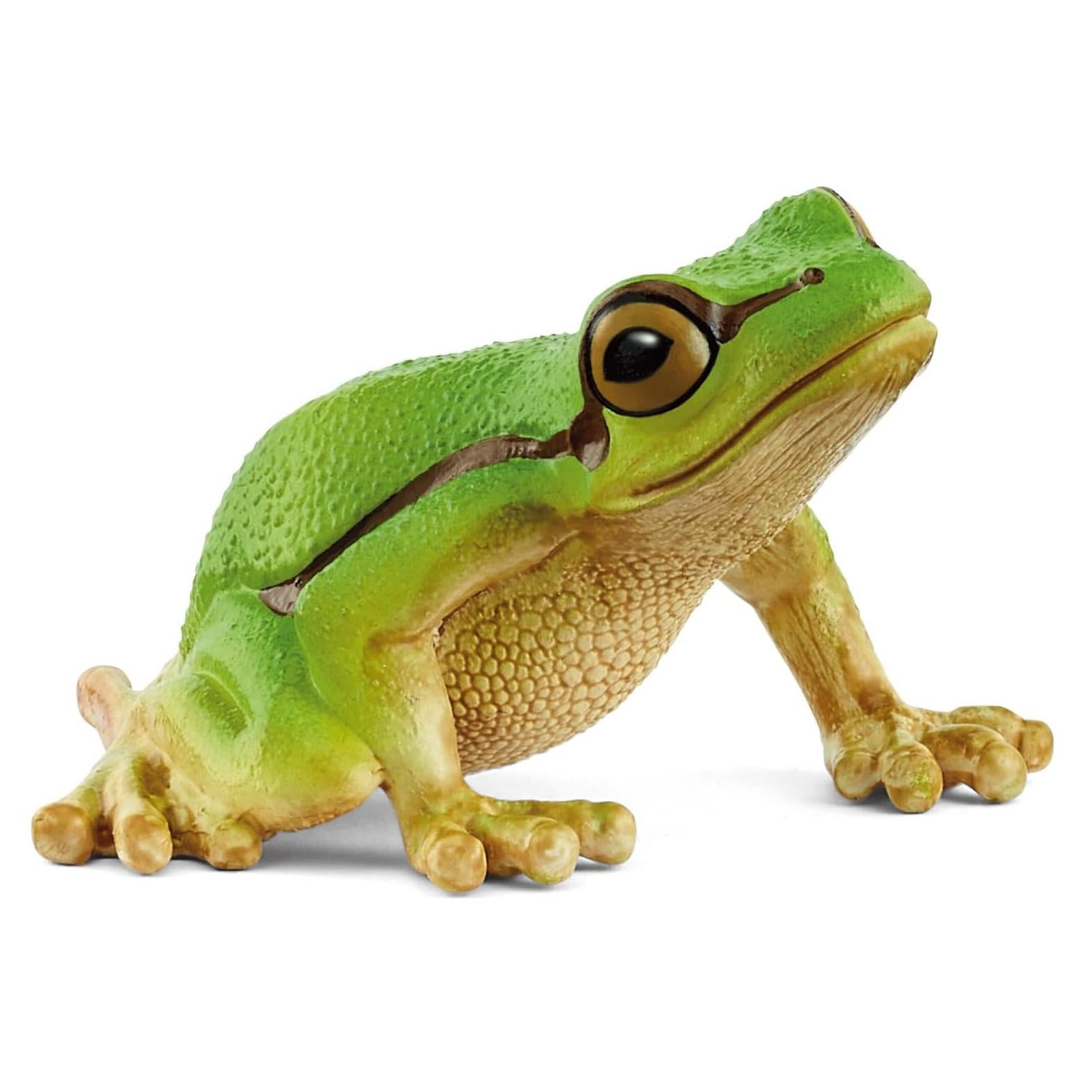 Wild Life - 3" European Tree Frog Toy Figurine. Realistic Hand-Painted Animal Toys for Boys and Girls. Durable Educational Wolf Figure for Imaginative Play. Kids and Toddlers Ages 3+ 14882