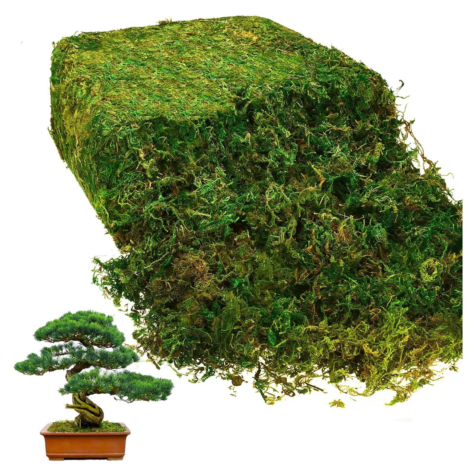 Musgo Verde Natural Preservado Giegxin 800g para Decoración