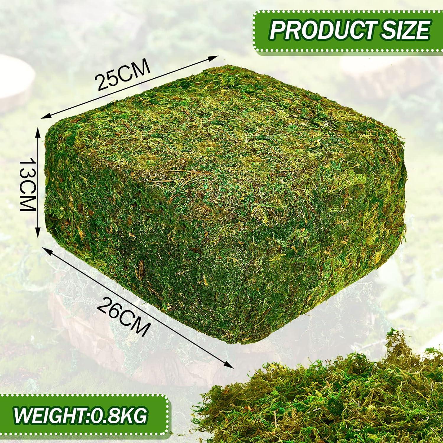 Musgo Verde Natural Preservado Giegxin 800g para Decoración