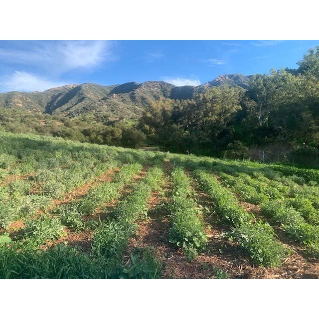 Salvia Blanca Pura Worldwide Botanicals 56.7 g - Cultivada Sostenible