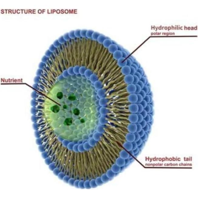Polvo de Vitamina C Liposomal Pure TheraPro Rx 66g Vegano