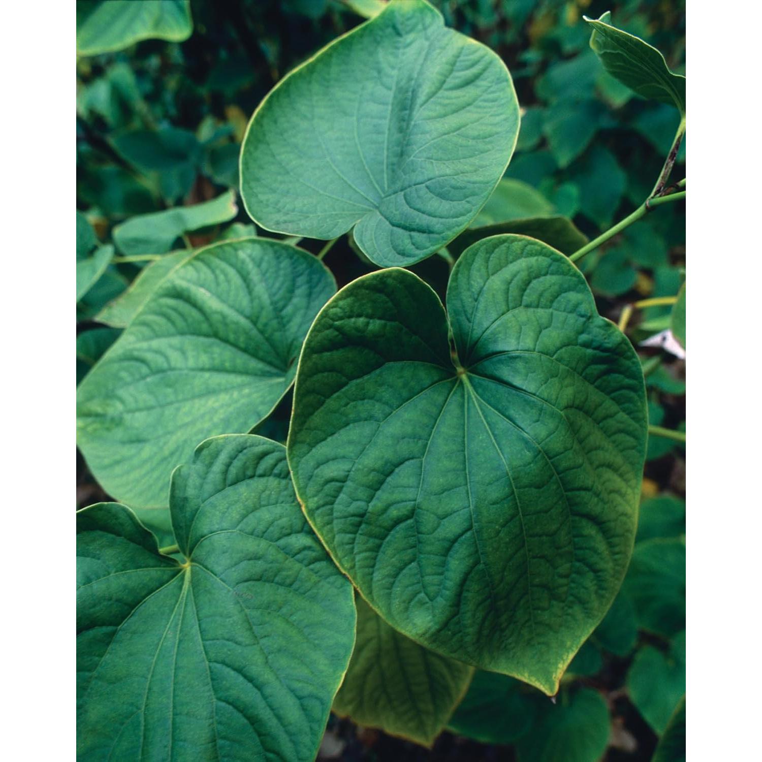 Extracto Líquido de Raíz de Kava Herb Pharm 30 ml Vegano