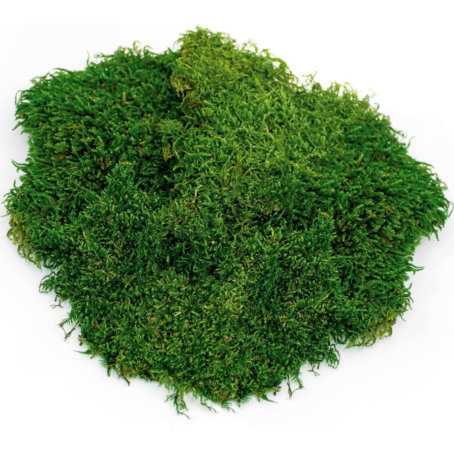 Musgo Real Galápagos 8QT para Terrarios Tropicales