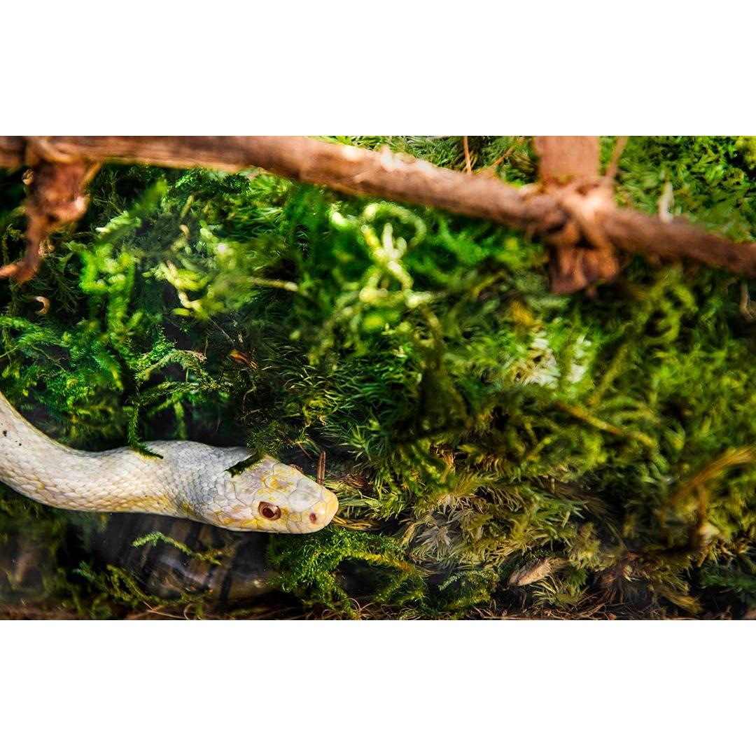 Musgo Real Galápagos 8QT para Terrarios Tropicales