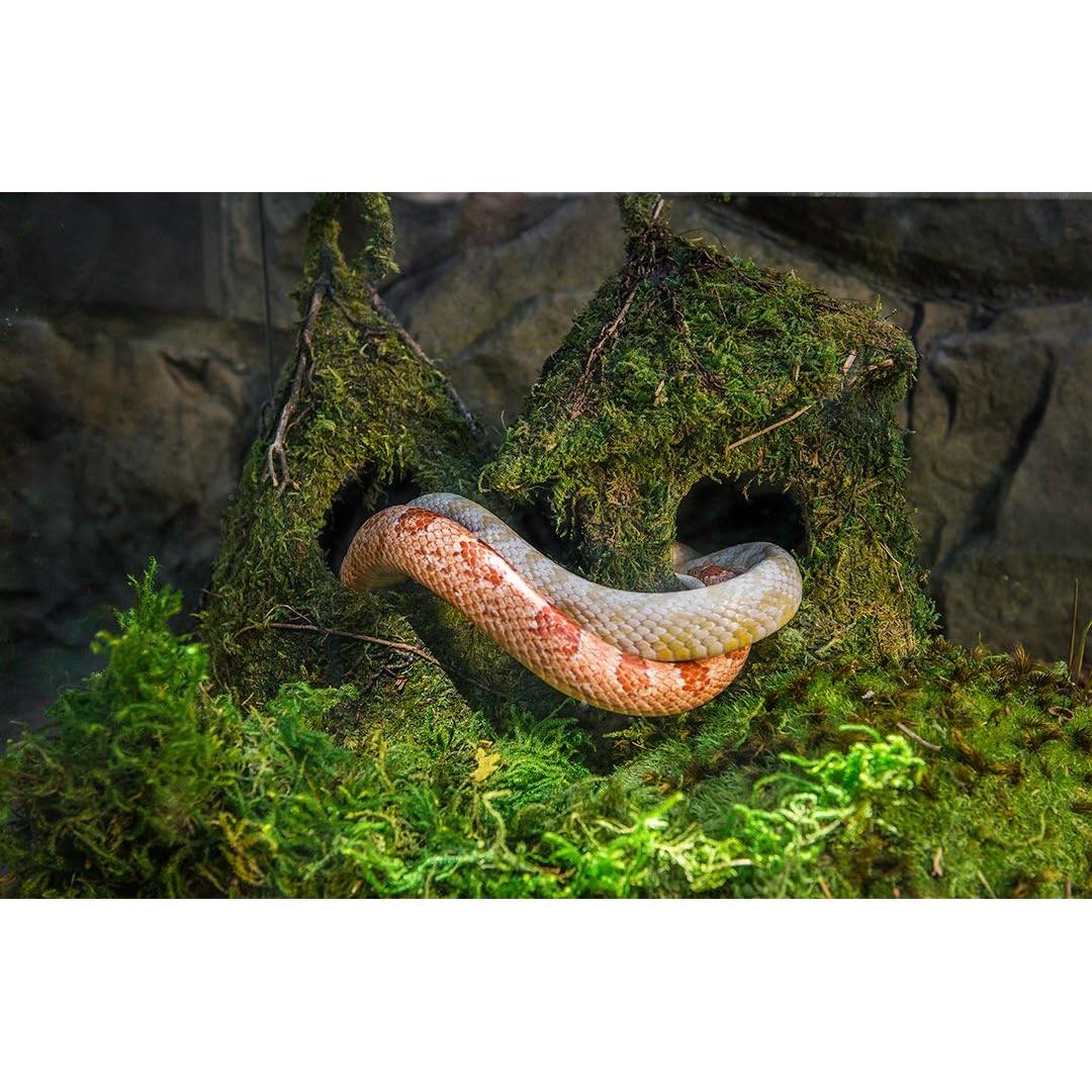 Musgo Real Galápagos 8QT para Terrarios Tropicales