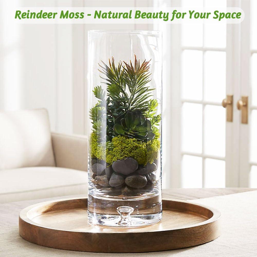 Musgo de Reno Conservado Azul 100 Gr para Manualidades y Decoración