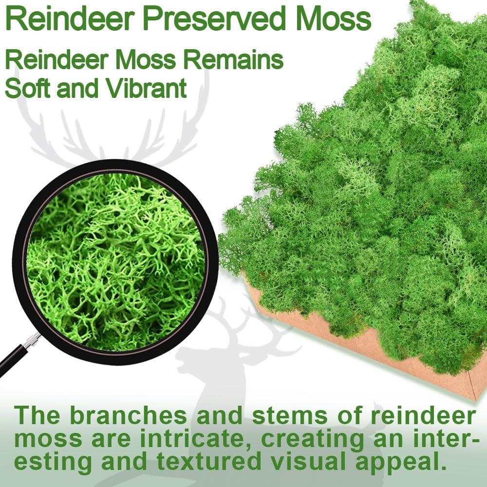 Musgo de Reno Conservado Azul 100 Gr para Manualidades y Decoración