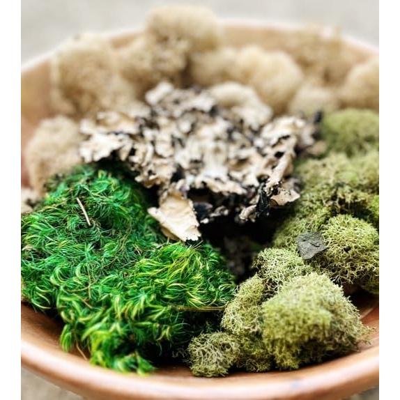 Paquete de Variedad de Musgo Quality Growers - Natural y Decorativo