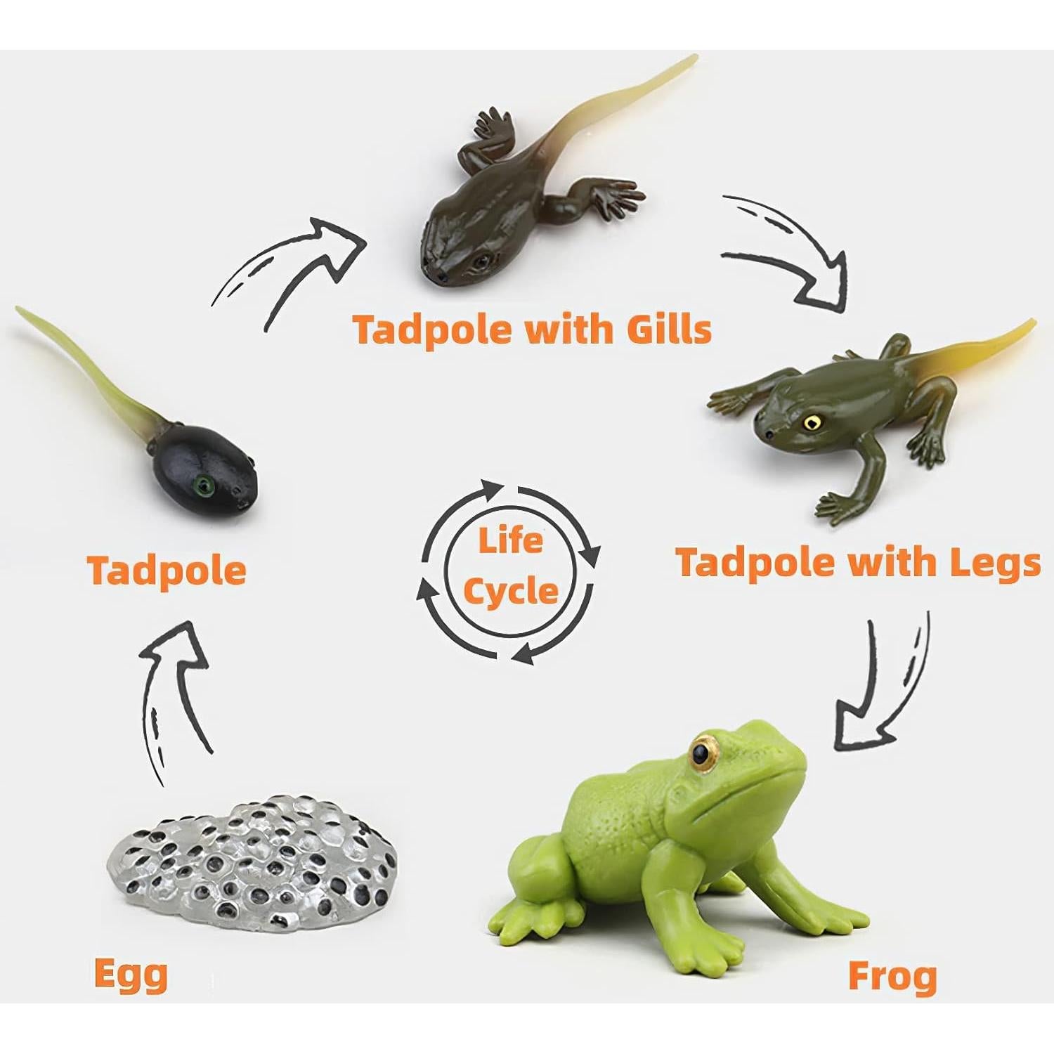 Juguete Educativo Ciclo de Vida Insectos MIKNEKE 3 Figuras