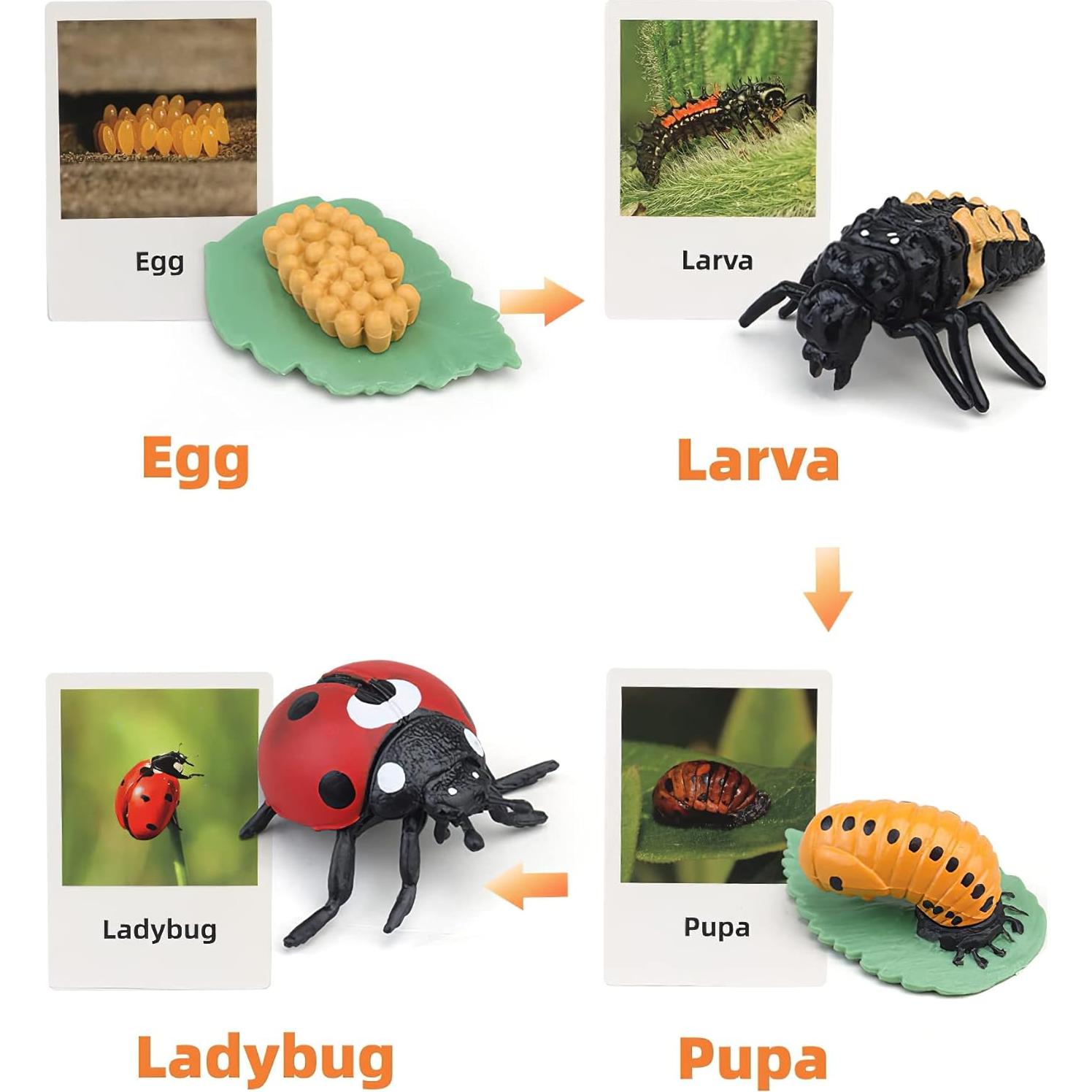 Juguete Educativo Ciclo de Vida Insectos MIKNEKE 3 Figuras