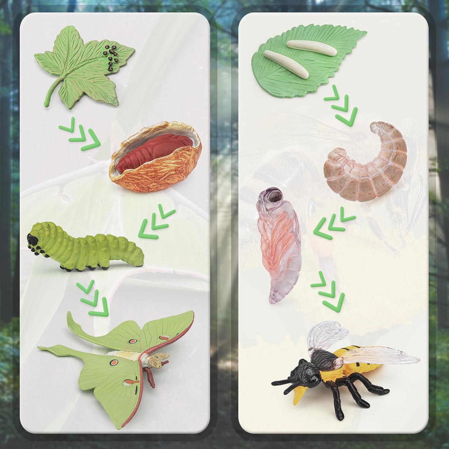 Conjunto de Ciclo de Vida de Insectos 8 PZS BRETOYIN