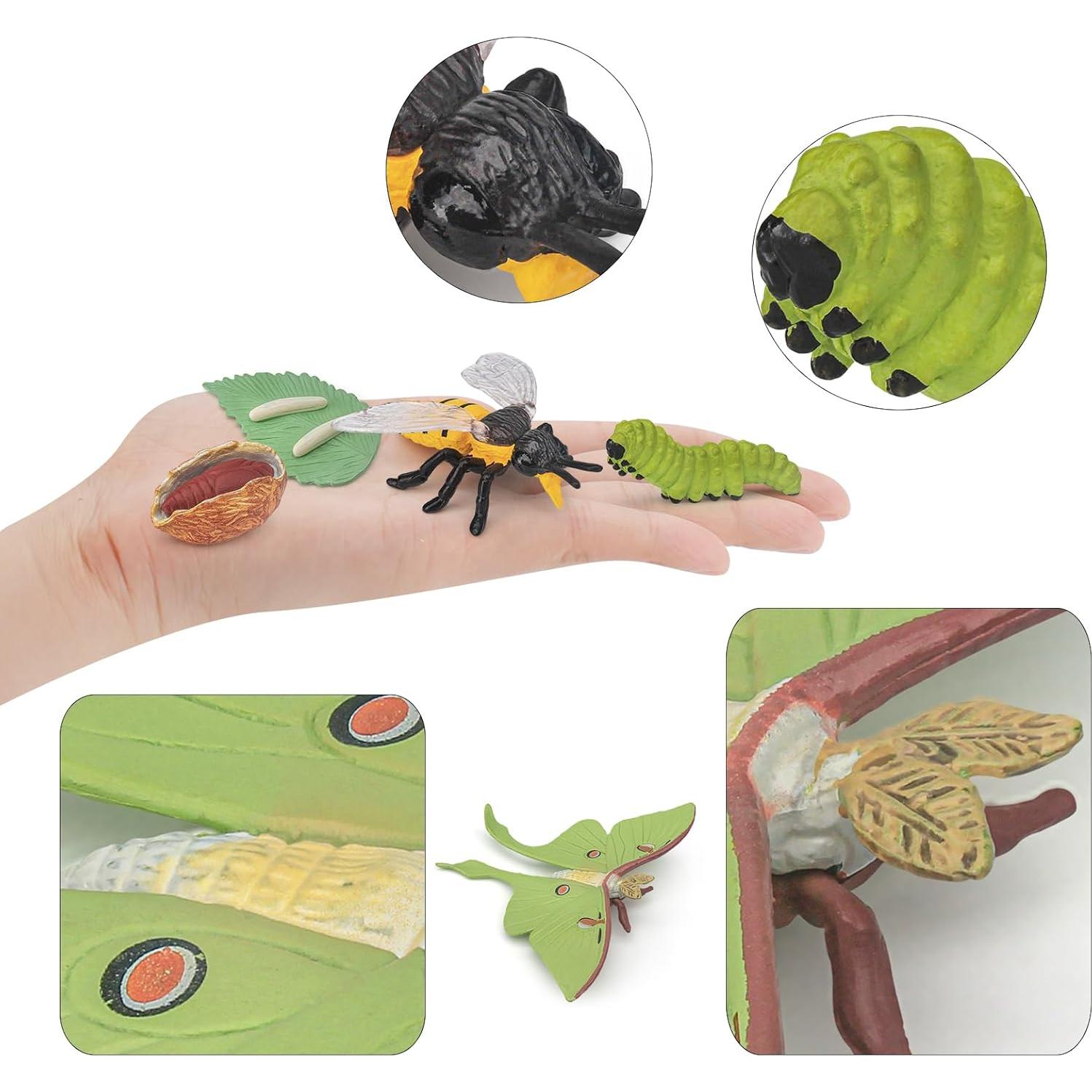 Conjunto de Ciclo de Vida de Insectos 8 PZS BRETOYIN
