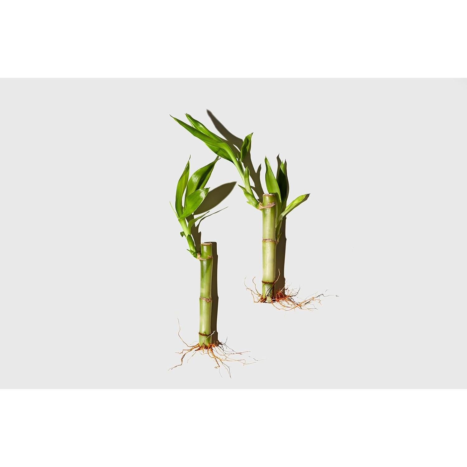 Jabón Exfoliante Corporal LATHER con Avena y Bambú - 198 g