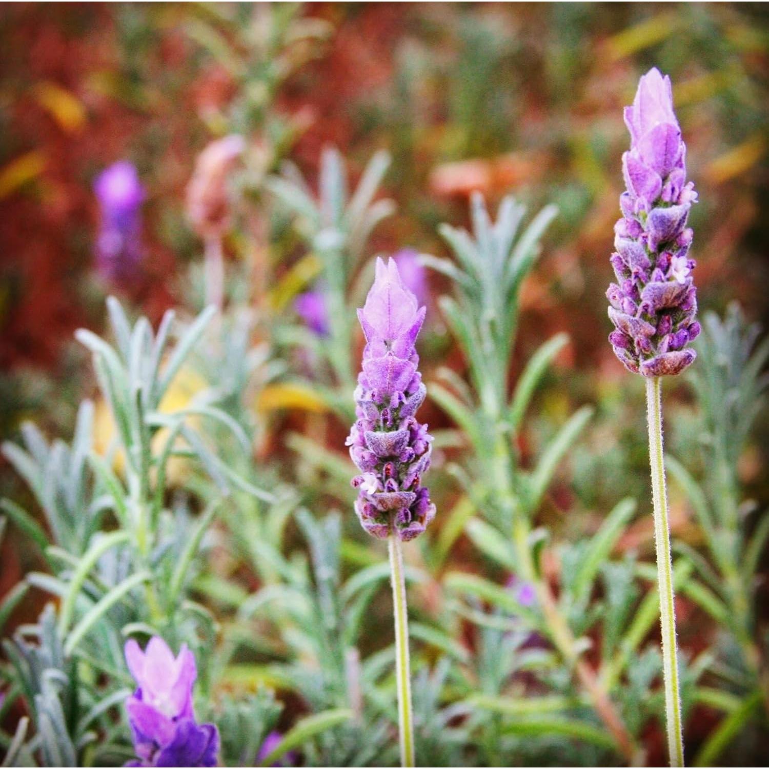 Juego de Jabón Artesanal BOGUE No.9 con Leche de Cabra 138.9g