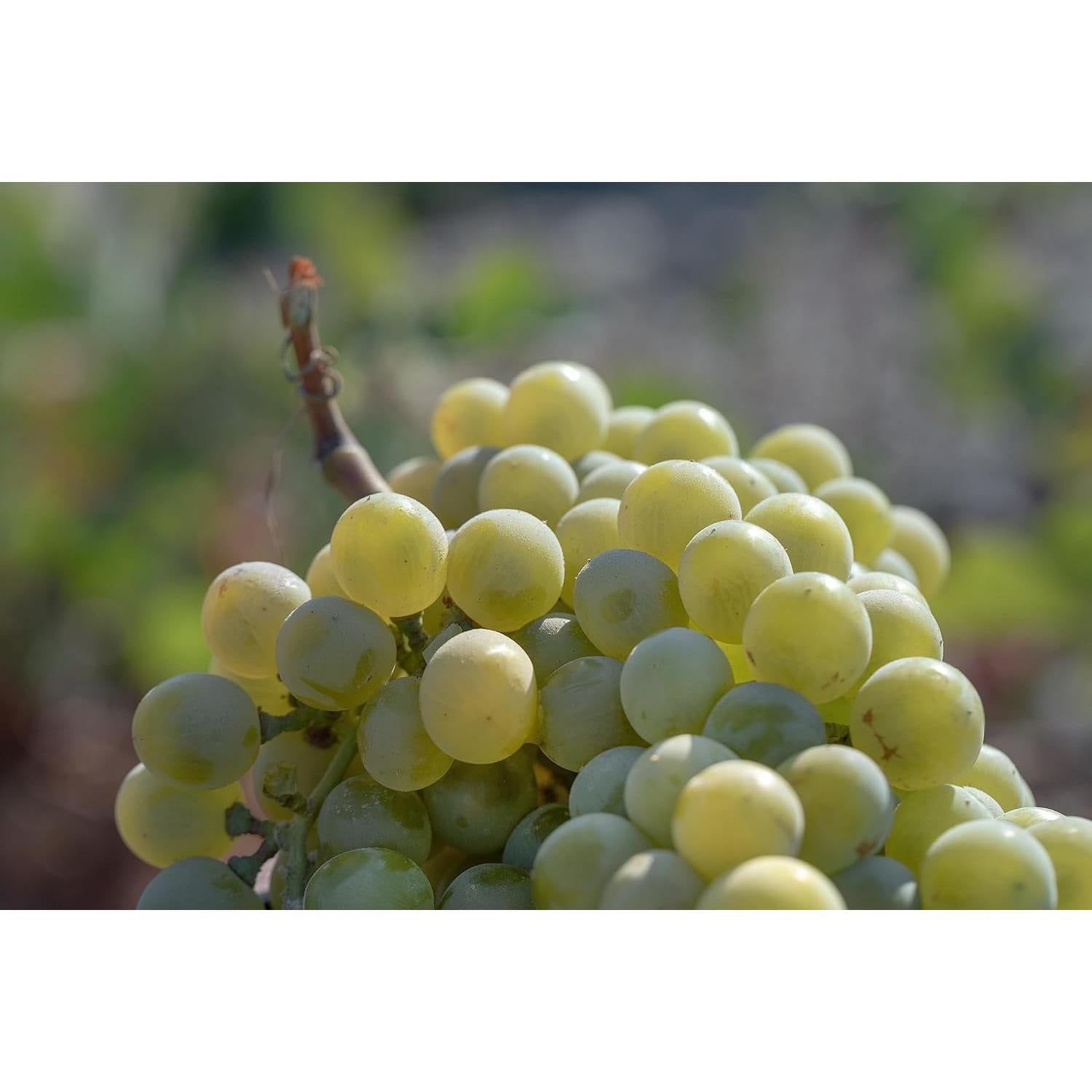 Máscara Refinadora KORRES de Uva Santorini 70 ml con Carbón