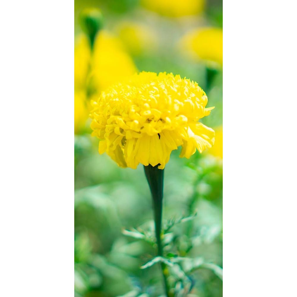 Crema Hidratante Corporal YASOU Sin Aroma 226g - Piel Seca