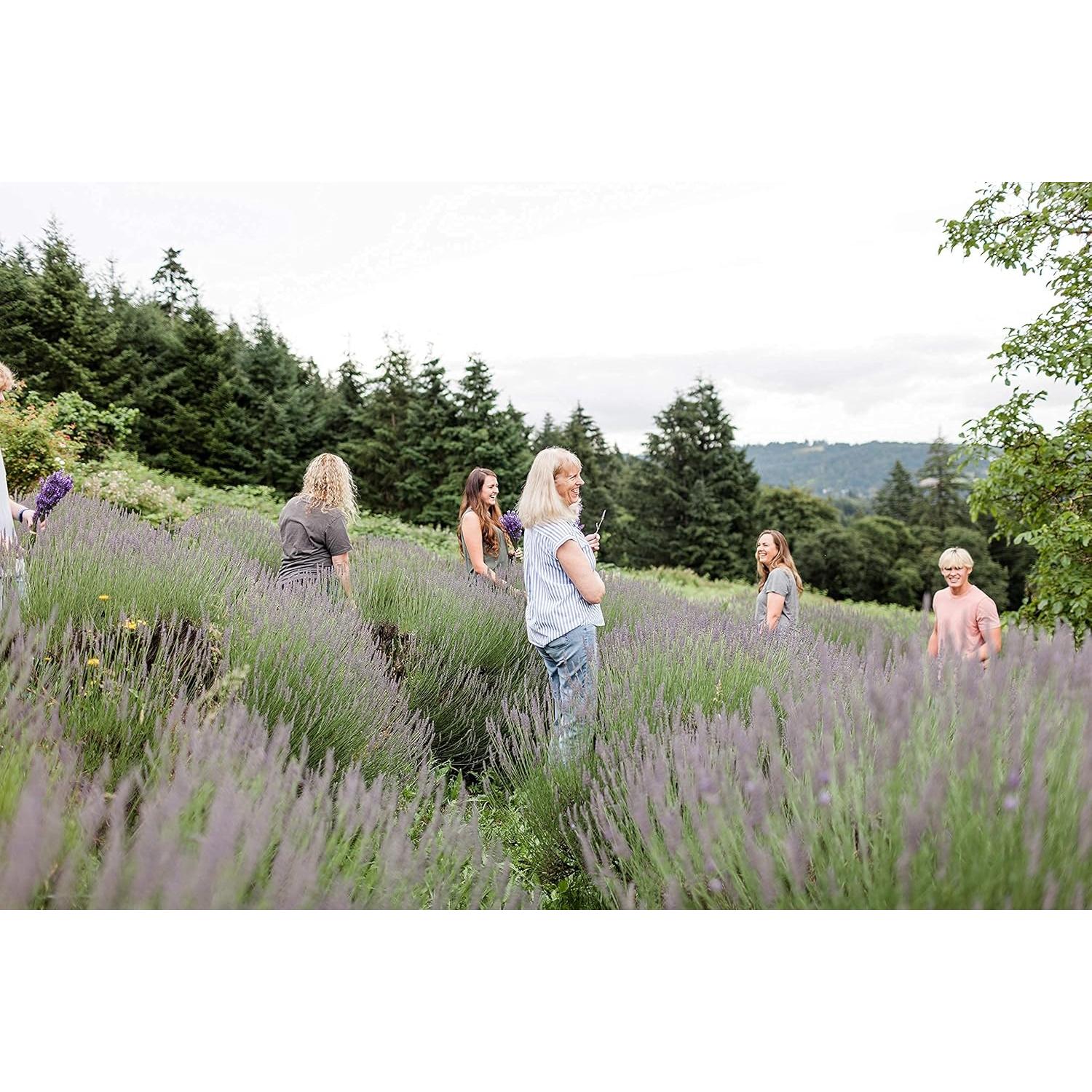 Juego de Regalo de Cuidado Corporal Victoria's Lavender - Jabón, Loción, Bálsamo y Vela