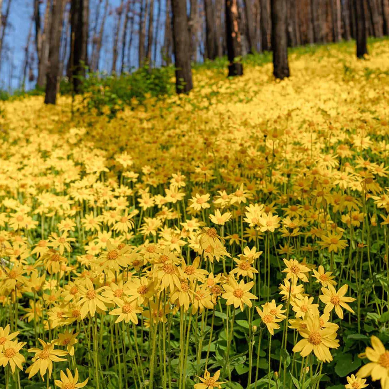 Aceite de Oliva Infundido con Arnica Aromatics 28g - Cuidado Piel