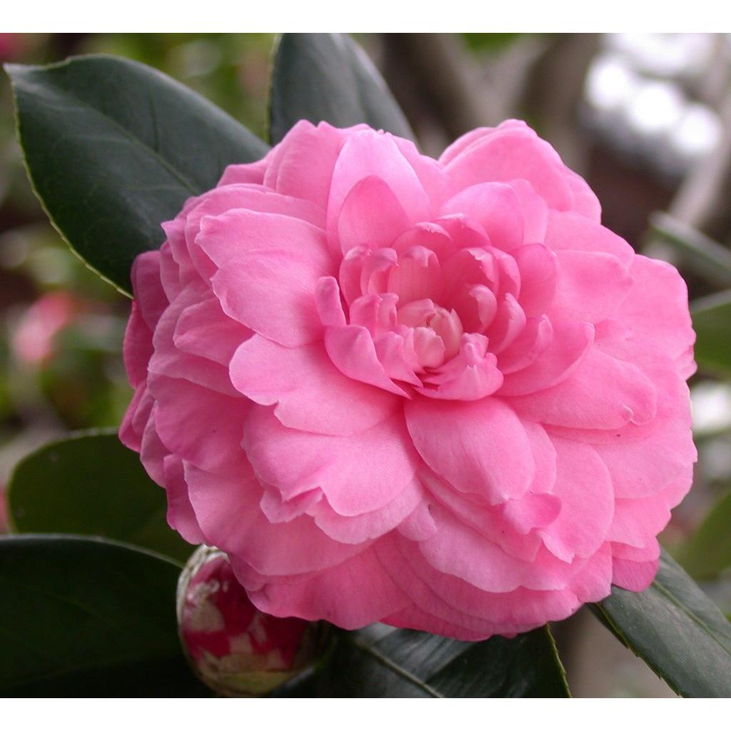 Aceite de Semilla de Camelia Orgánico Esenciales Dulces 113ml