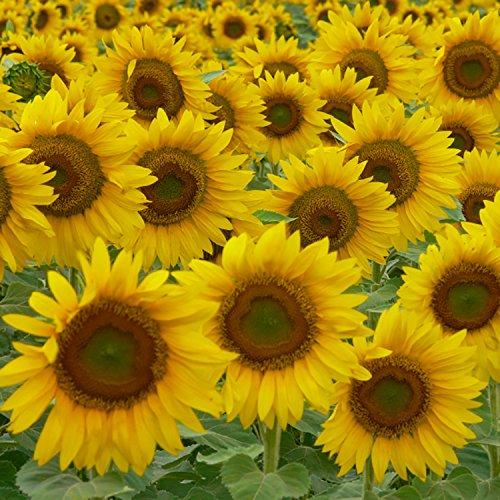 Protector Solar Stick Babo Botanicals SPF 50 - 17g - Orgánico