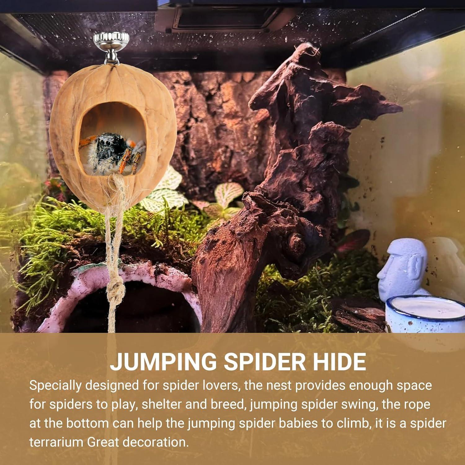 Escondite para Araña Saltadora Hecho a Mano - Jaula de Nogal