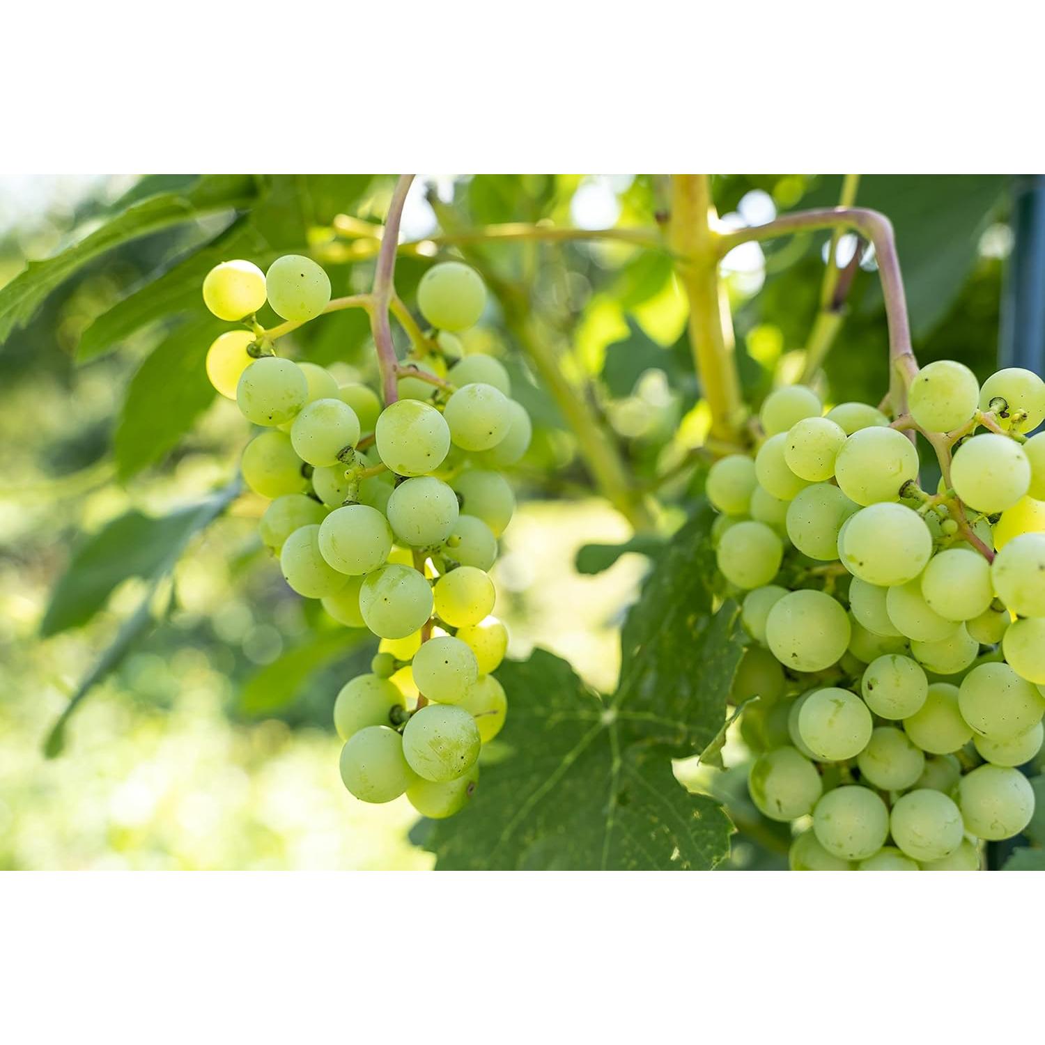 Aceite de Semilla de Uva Cocojojo 473 ml Prensado en Frío Hidratante