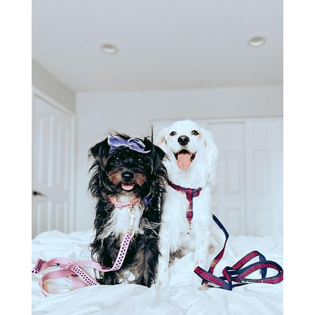 Collar Ajustable para Perro Blueberry Pet Pequeño Uva Gótica