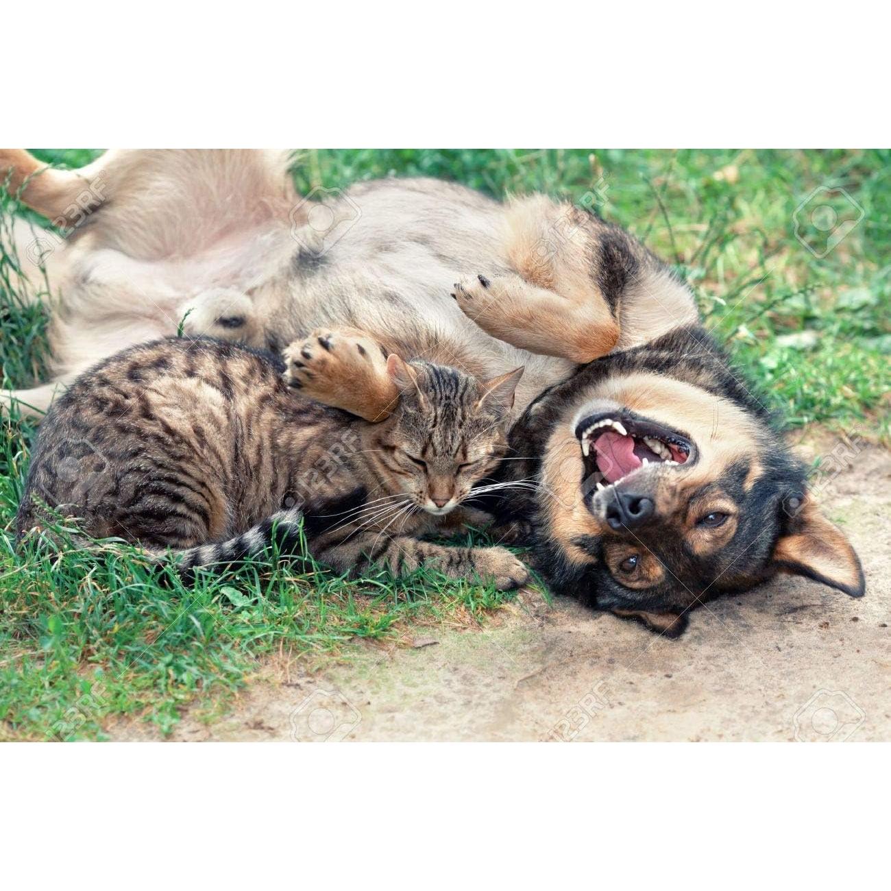 Suplemento Articular para Perros y Gatos - Happy Pet Vitamins - 120 Tabletas