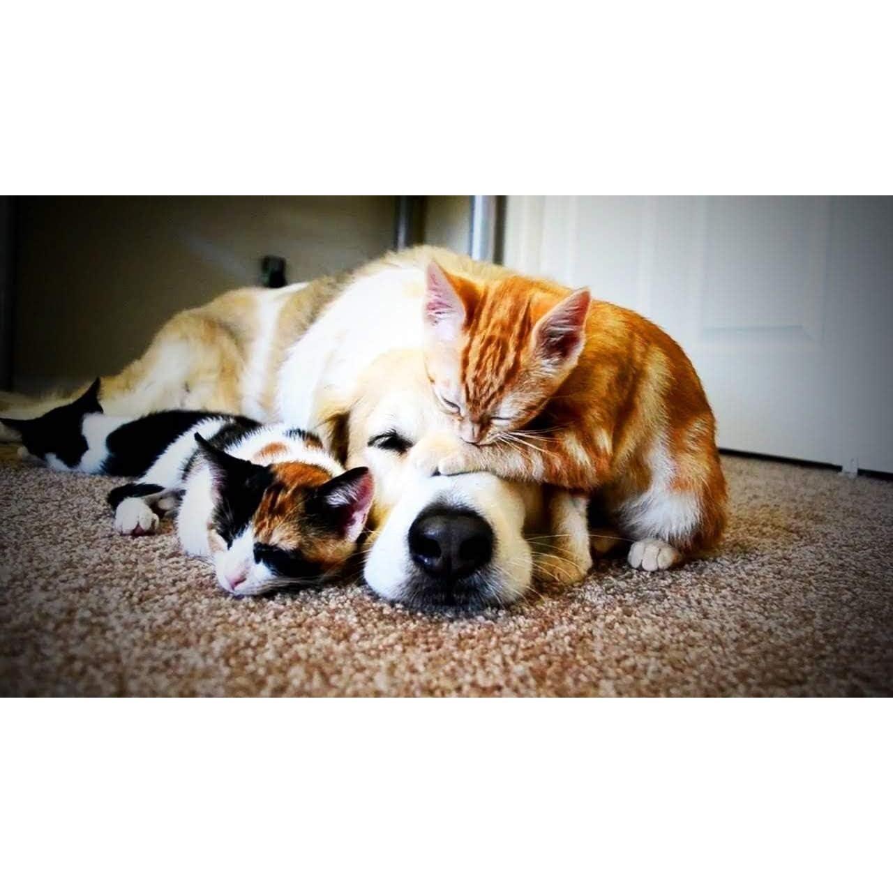 Suplemento Articular para Perros y Gatos - Happy Pet Vitamins - 120 Tabletas