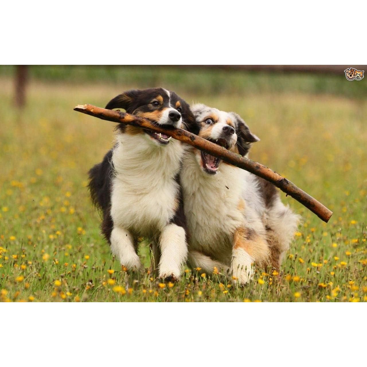 Kit de Cuidado Oral para Perros My Lucky Pets - 120 Tabletas