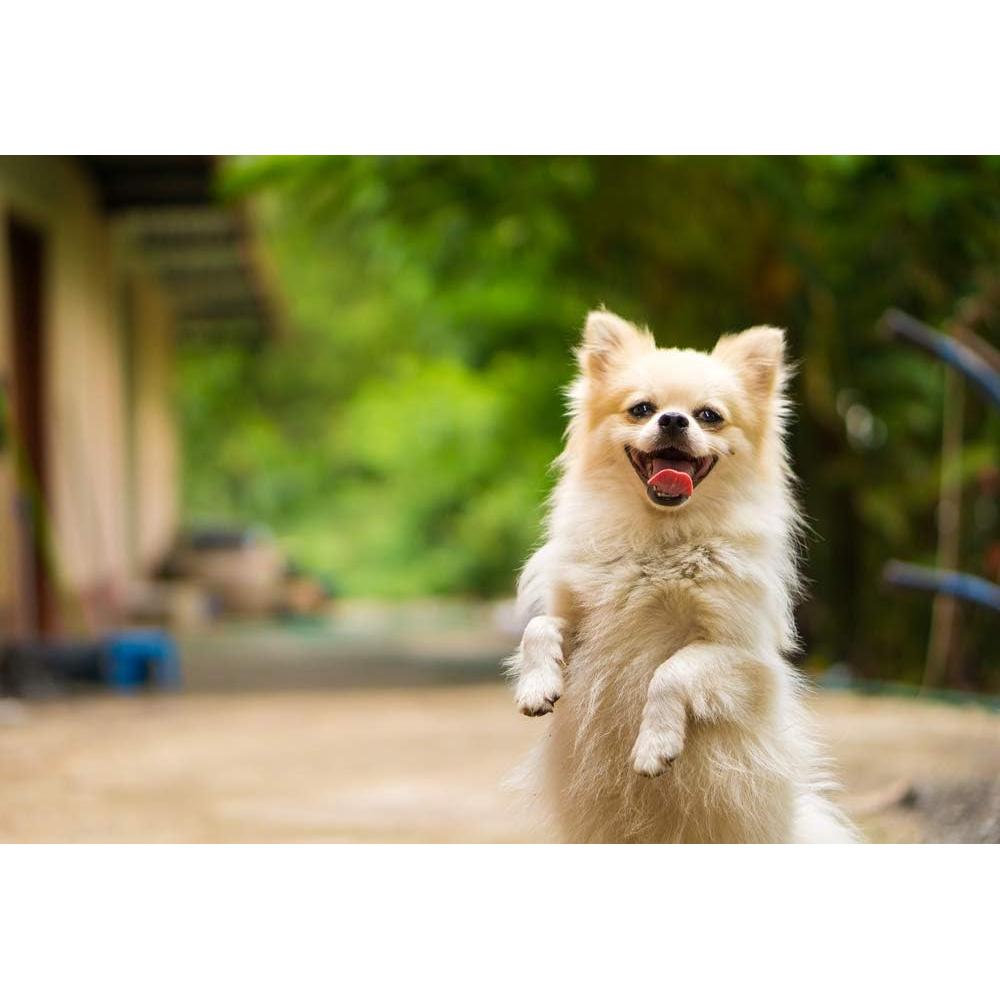 Kit de Cuidado Oral para Perros My Lucky Pets - 120 Tabletas