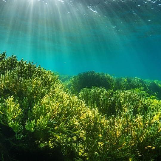 Crema Hidratante para Piernas Zermat Naturalezza 240 g