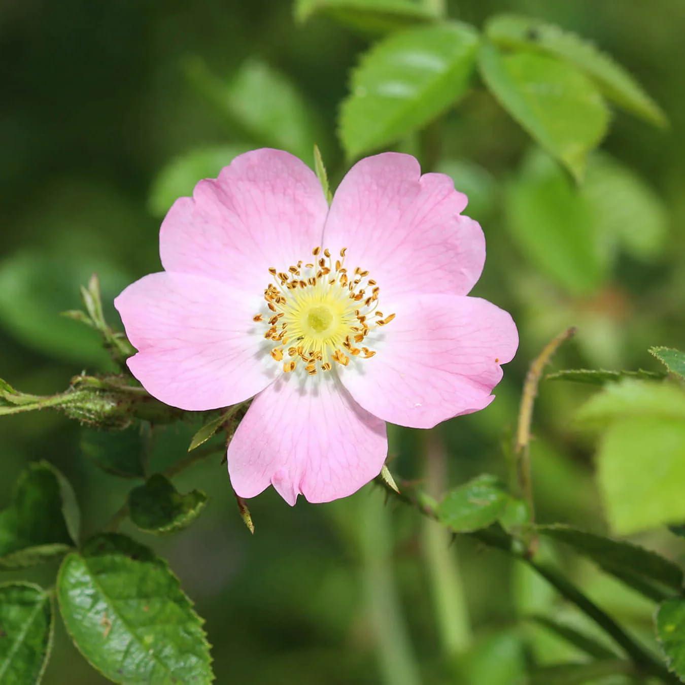 Aceite de Semilla de Rosa Mosqueta Aromatics International 113ml - Prensado en Frío