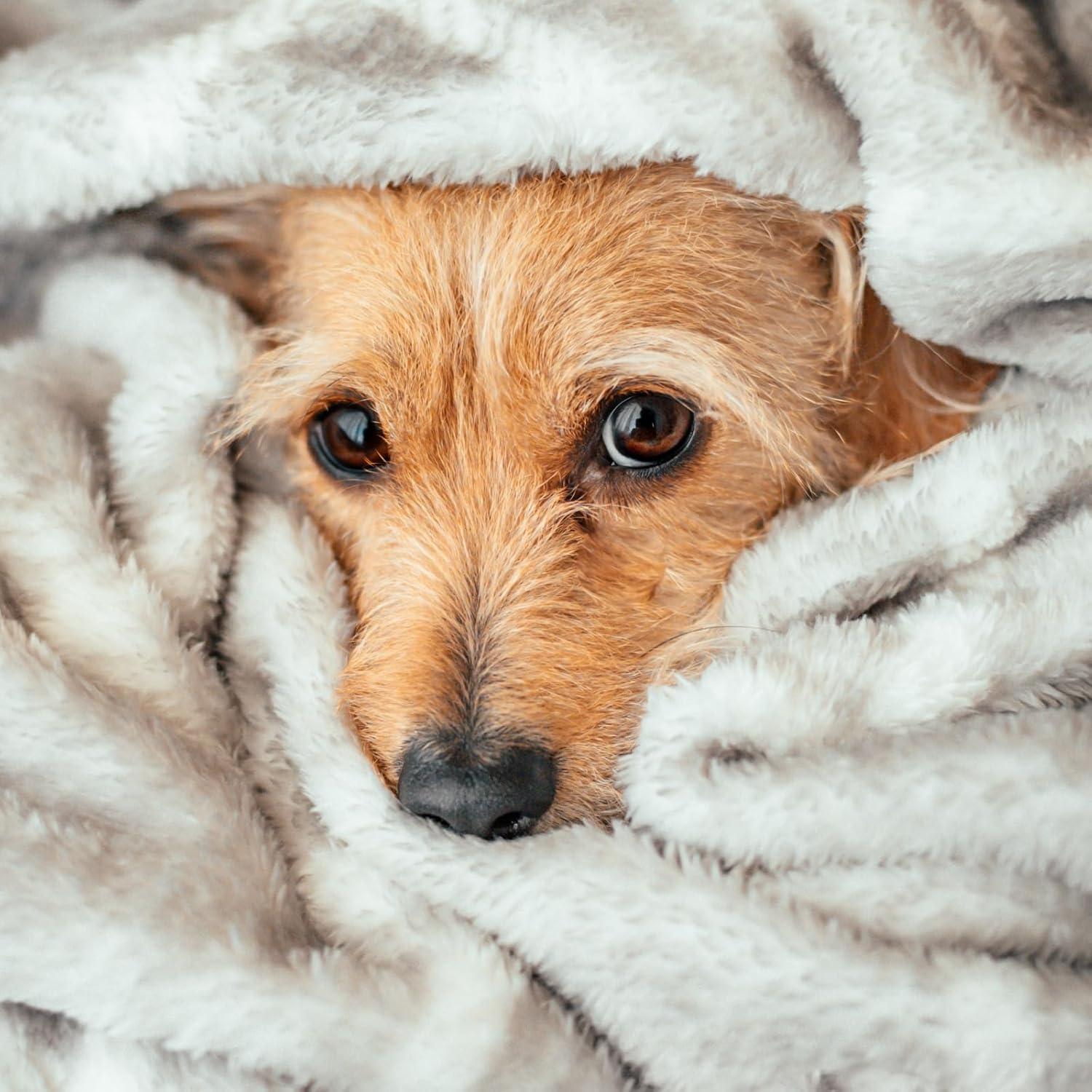 Champú para perros Veterinary Formula 473 ml con avena y árbol de té