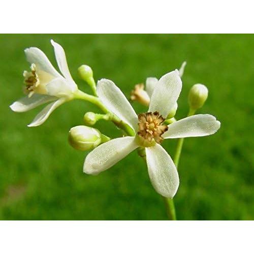 Polvo de Flor de Neem 200g Foodherbs - Soporte Digestivo y Piel