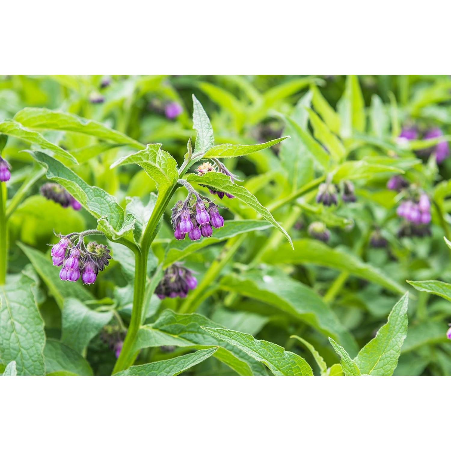 Suero Facial Anti-Envejecimiento Ora 14.79 ml - Hidratante Natural