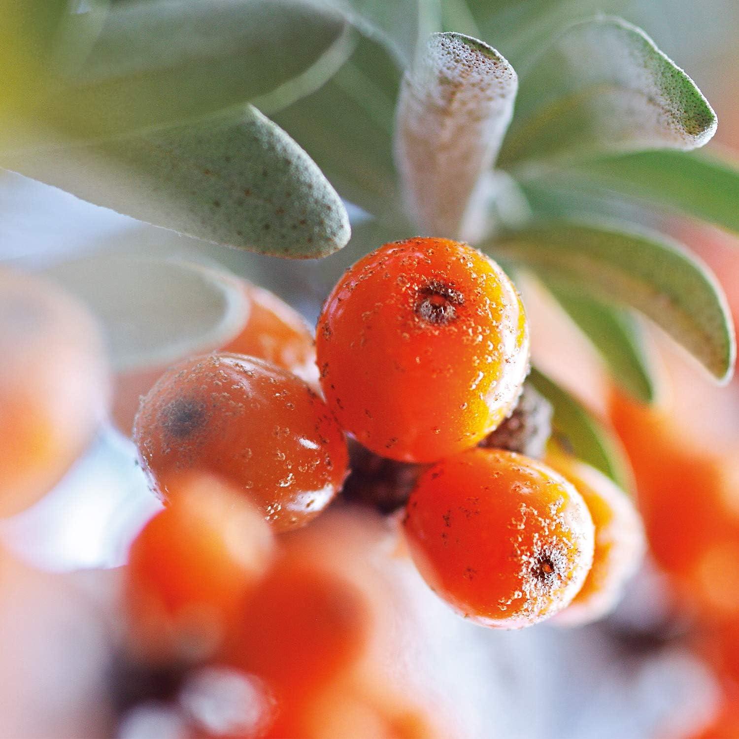 Aceite Corporal de Espino Marino Weleda 100 ml - Hidratante