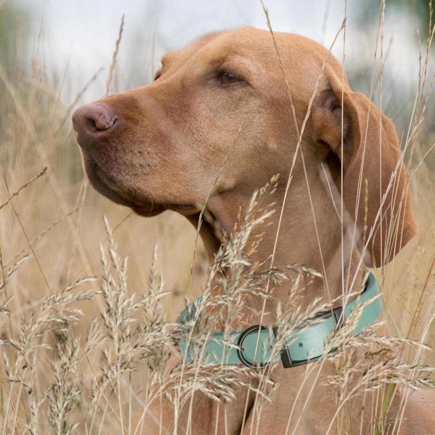 Collar de Perro Impermeable Dogline Biothane Verde Salvia 1.59 cm